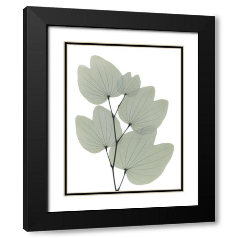 Orchid Tree Black Modern Wood Framed Art Print with Double Matting by Koetsier, Albert