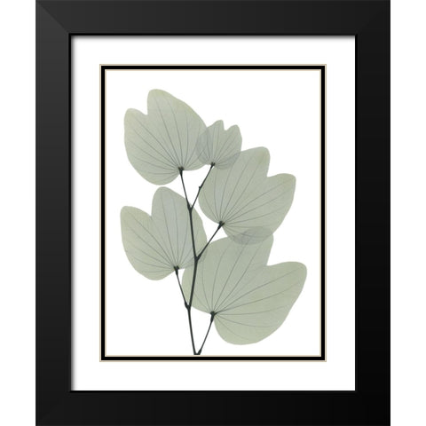 Orchid Tree Black Modern Wood Framed Art Print with Double Matting by Koetsier, Albert