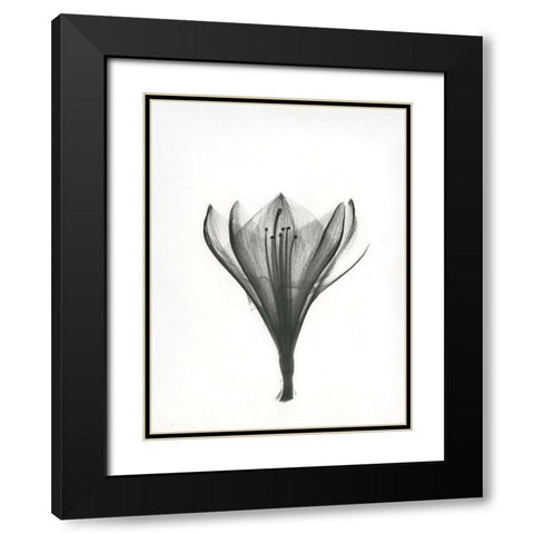 Tulip Black Modern Wood Framed Art Print with Double Matting by Koetsier, Albert