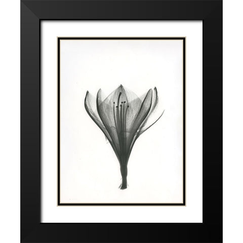 Tulip Black Modern Wood Framed Art Print with Double Matting by Koetsier, Albert