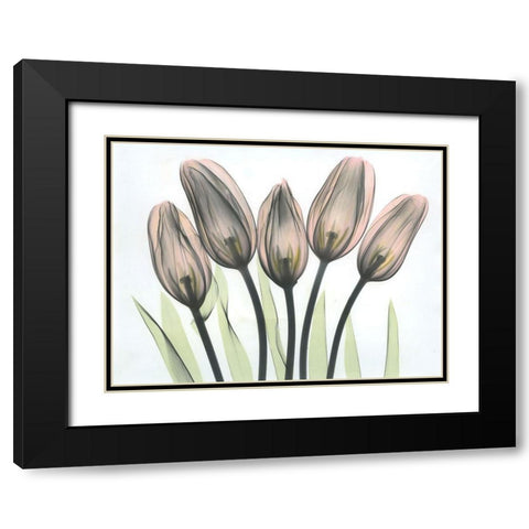 Tulips 2 Black Modern Wood Framed Art Print with Double Matting by Koetsier, Albert