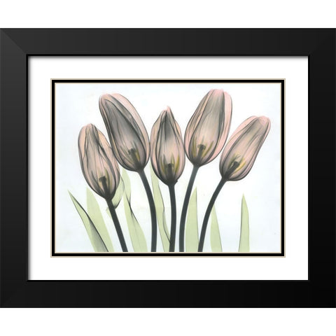 Tulips 2 Black Modern Wood Framed Art Print with Double Matting by Koetsier, Albert