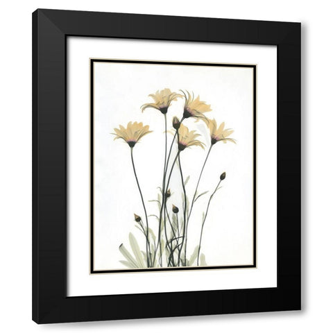 Wild Flowers Black Modern Wood Framed Art Print with Double Matting by Koetsier, Albert