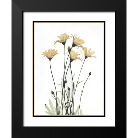 Wild Flowers Black Modern Wood Framed Art Print with Double Matting by Koetsier, Albert