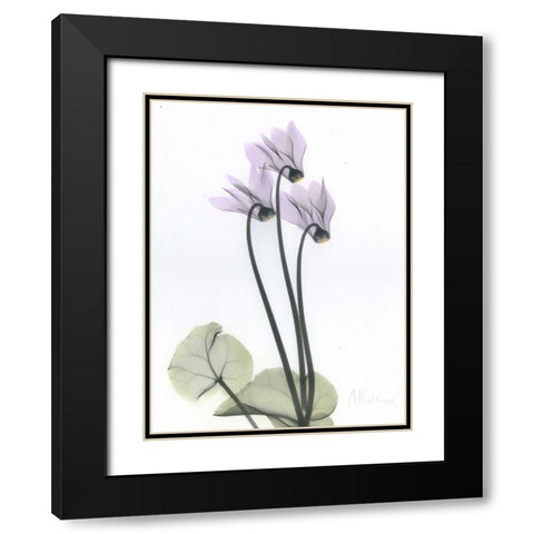 Cyclamen Black Modern Wood Framed Art Print with Double Matting by Koetsier, Albert