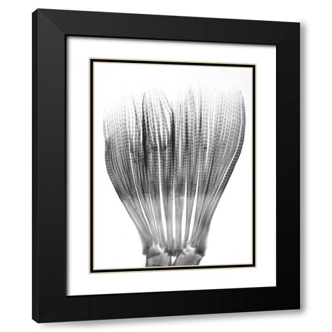 Tail Of Piranha Black Modern Wood Framed Art Print with Double Matting by Koetsier, Albert