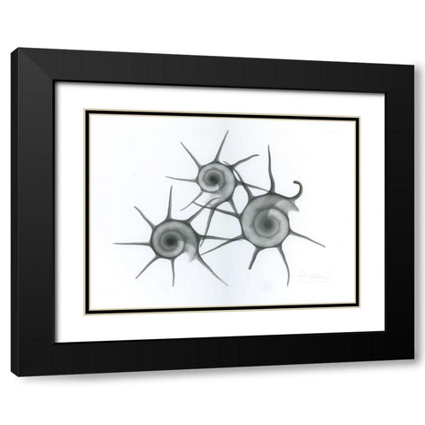 Star Shell Black Modern Wood Framed Art Print with Double Matting by Koetsier, Albert