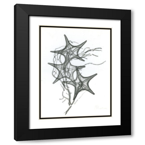 Starfish F134 Black Modern Wood Framed Art Print with Double Matting by Koetsier, Albert