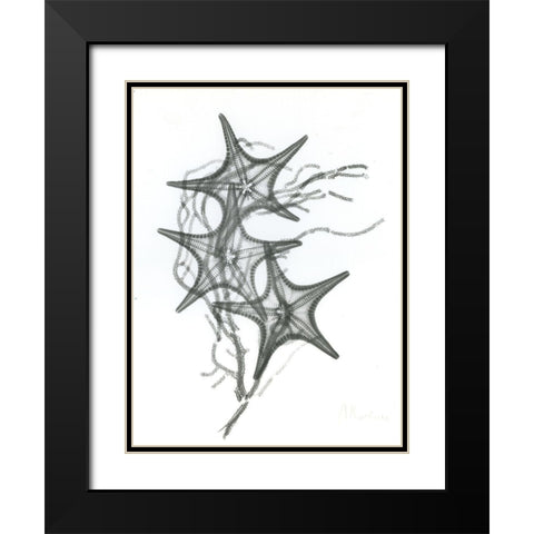 Starfish F134 Black Modern Wood Framed Art Print with Double Matting by Koetsier, Albert