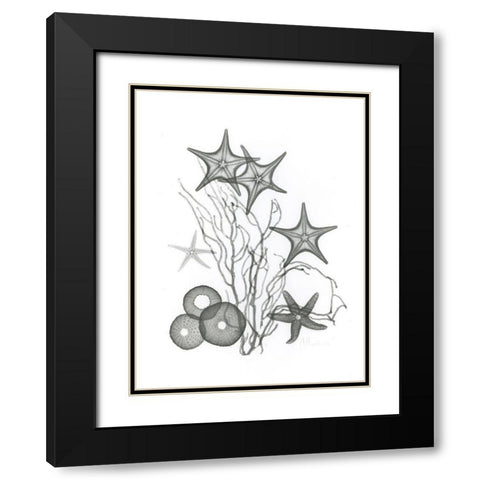 Starfish Black Modern Wood Framed Art Print with Double Matting by Koetsier, Albert