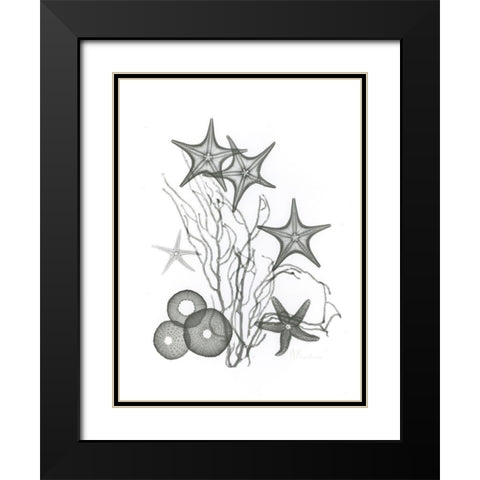 Starfish Black Modern Wood Framed Art Print with Double Matting by Koetsier, Albert