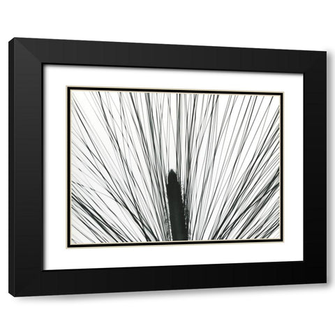 Pine Tree Pod Black Modern Wood Framed Art Print with Double Matting by Koetsier, Albert