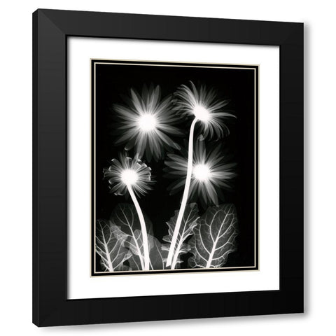 Shinning Florals Black Modern Wood Framed Art Print with Double Matting by Koetsier, Albert