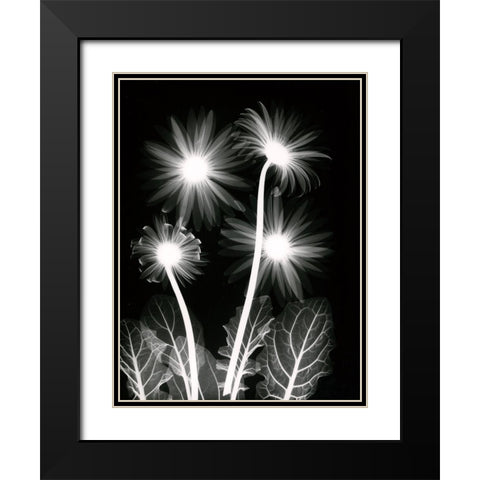 Shinning Florals Black Modern Wood Framed Art Print with Double Matting by Koetsier, Albert