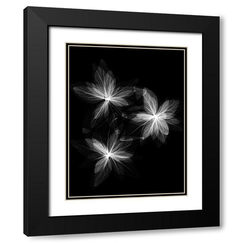 Spring Trio Black Modern Wood Framed Art Print with Double Matting by Koetsier, Albert