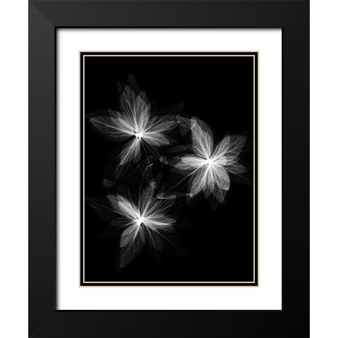 Spring Trio Black Modern Wood Framed Art Print with Double Matting by Koetsier, Albert