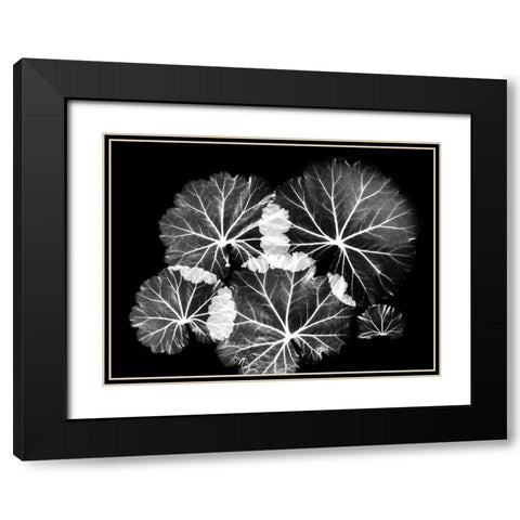 Blooming Celebration 1 Black Modern Wood Framed Art Print with Double Matting by Koetsier, Albert