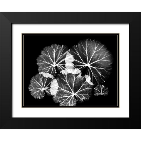 Blooming Celebration 1 Black Modern Wood Framed Art Print with Double Matting by Koetsier, Albert