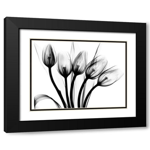 Marching Tulips Black Modern Wood Framed Art Print with Double Matting by Koetsier, Albert