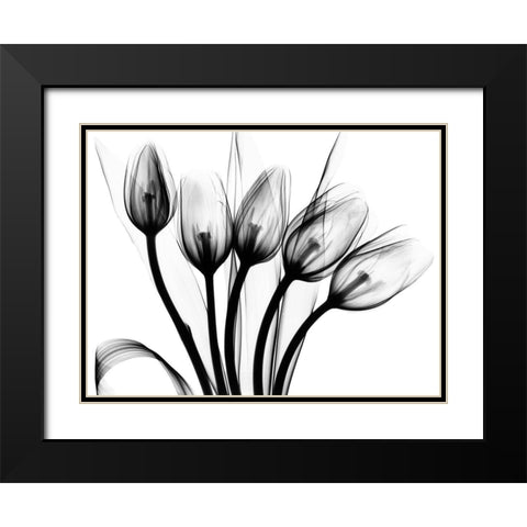 Marching Tulips Black Modern Wood Framed Art Print with Double Matting by Koetsier, Albert