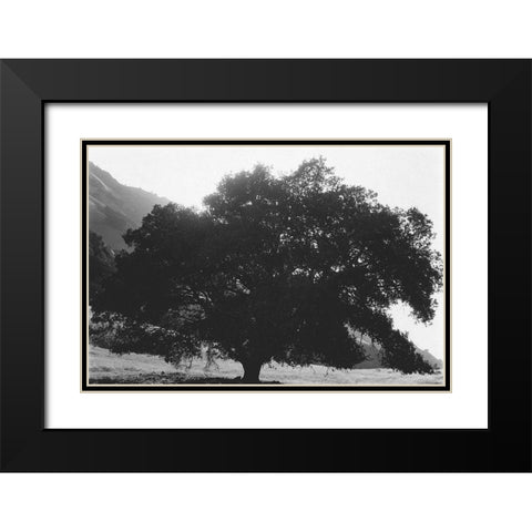 Bush Breeze Black Modern Wood Framed Art Print with Double Matting by Koetsier, Albert