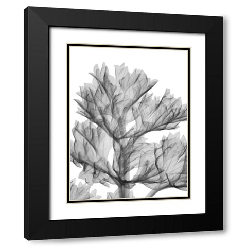 Romaine Delight Black Modern Wood Framed Art Print with Double Matting by Koetsier, Albert