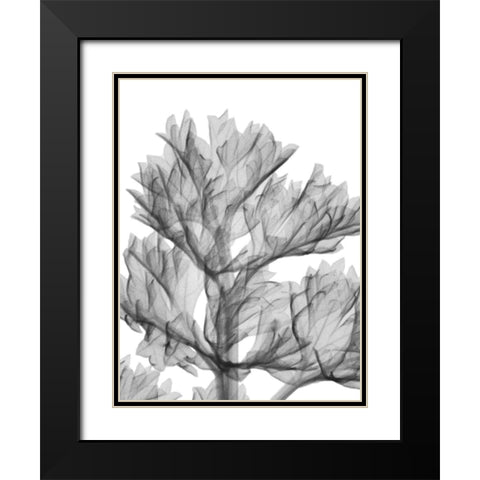 Romaine Delight Black Modern Wood Framed Art Print with Double Matting by Koetsier, Albert