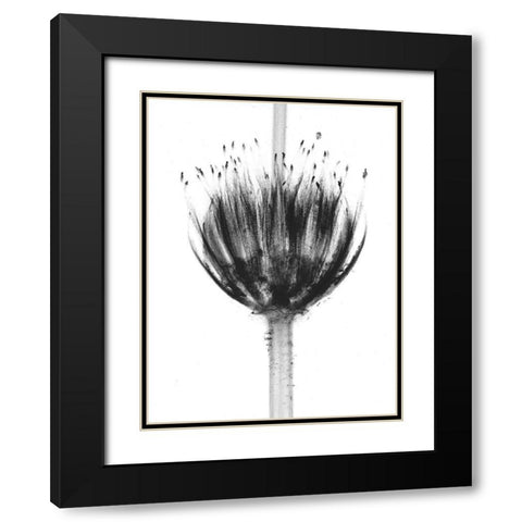 Botanical Crown Black Modern Wood Framed Art Print with Double Matting by Koetsier, Albert