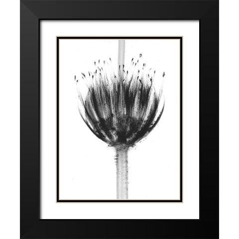 Botanical Crown Black Modern Wood Framed Art Print with Double Matting by Koetsier, Albert