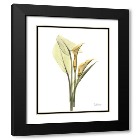 Orange Flowers Calla Lily Black Modern Wood Framed Art Print with Double Matting by Koetsier, Albert