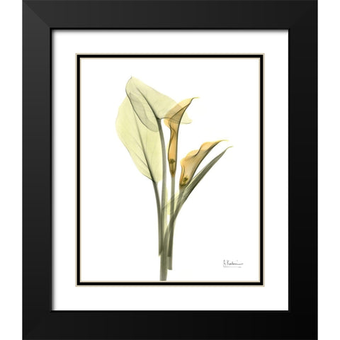 Orange Flowers Calla Lily Black Modern Wood Framed Art Print with Double Matting by Koetsier, Albert