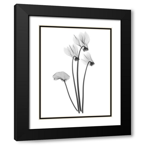 Cyclamen Black Modern Wood Framed Art Print with Double Matting by Koetsier, Albert