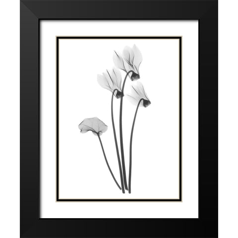 Cyclamen Black Modern Wood Framed Art Print with Double Matting by Koetsier, Albert