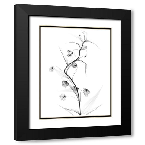 White Globe Lily Black Modern Wood Framed Art Print with Double Matting by Koetsier, Albert