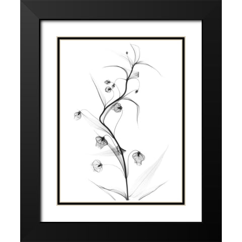 White Globe Lily Black Modern Wood Framed Art Print with Double Matting by Koetsier, Albert