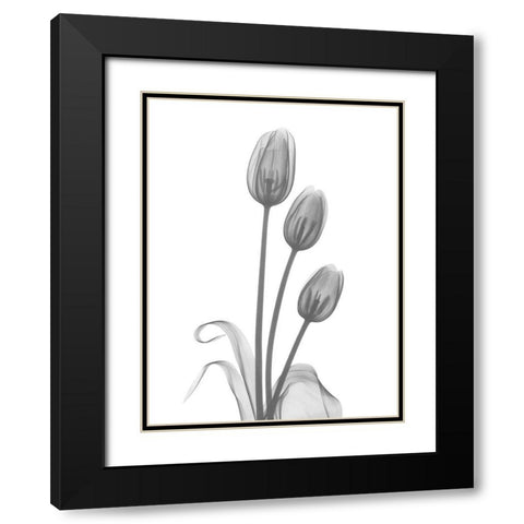 Tulip Black Modern Wood Framed Art Print with Double Matting by Koetsier, Albert