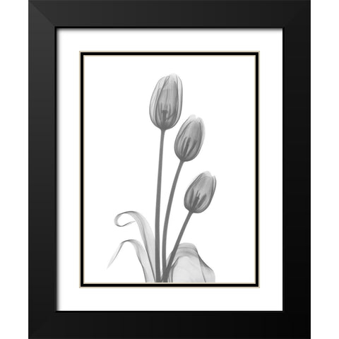 Tulip Black Modern Wood Framed Art Print with Double Matting by Koetsier, Albert