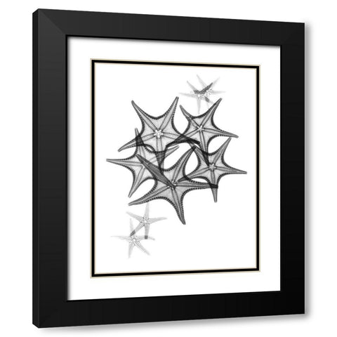 Starfish Black Modern Wood Framed Art Print with Double Matting by Koetsier, Albert