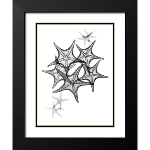 Starfish Black Modern Wood Framed Art Print with Double Matting by Koetsier, Albert