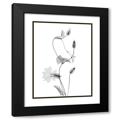 Disticta Black Modern Wood Framed Art Print with Double Matting by Koetsier, Albert