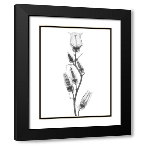 Canterbury Bell Black Modern Wood Framed Art Print with Double Matting by Koetsier, Albert