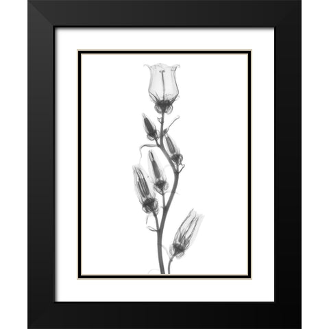 Canterbury Bell Black Modern Wood Framed Art Print with Double Matting by Koetsier, Albert