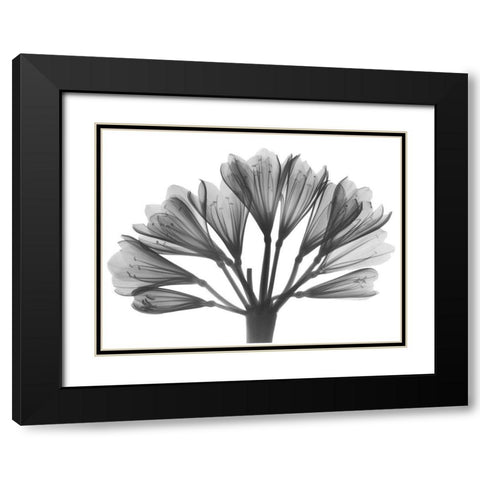 Lily Of The Nile Black Modern Wood Framed Art Print with Double Matting by Koetsier, Albert