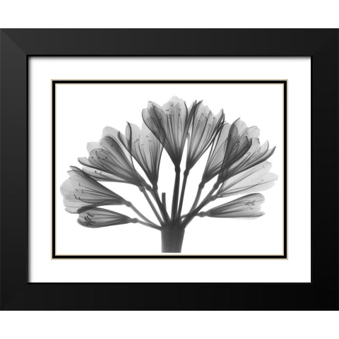 Lily Of The Nile Black Modern Wood Framed Art Print with Double Matting by Koetsier, Albert