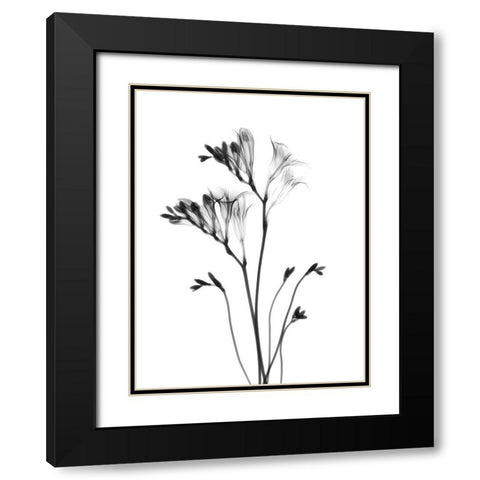 Freesia Black Modern Wood Framed Art Print with Double Matting by Koetsier, Albert