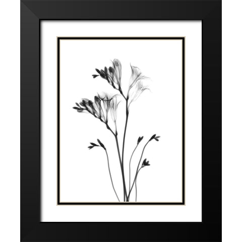 Freesia Black Modern Wood Framed Art Print with Double Matting by Koetsier, Albert