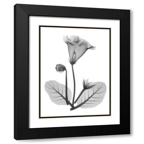 Gloxinia Black Modern Wood Framed Art Print with Double Matting by Koetsier, Albert