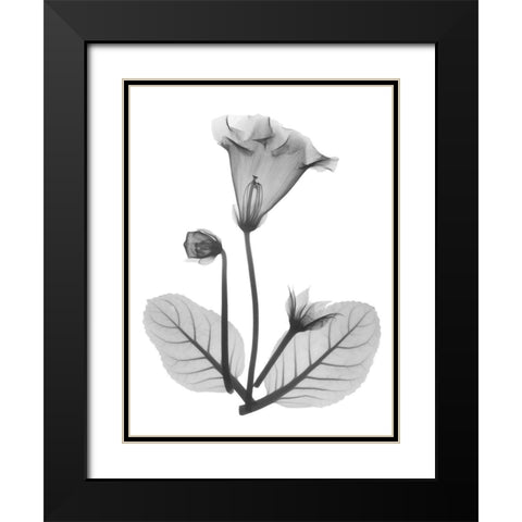 Gloxinia Black Modern Wood Framed Art Print with Double Matting by Koetsier, Albert