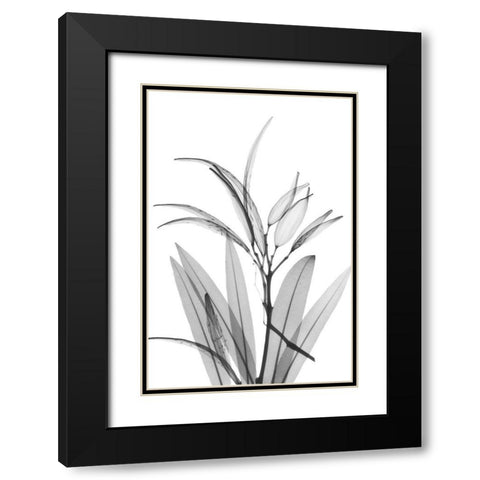 Oleander White Seed Pod Black Modern Wood Framed Art Print with Double Matting by Koetsier, Albert
