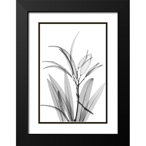 Oleander White Seed Pod Black Modern Wood Framed Art Print with Double Matting by Koetsier, Albert